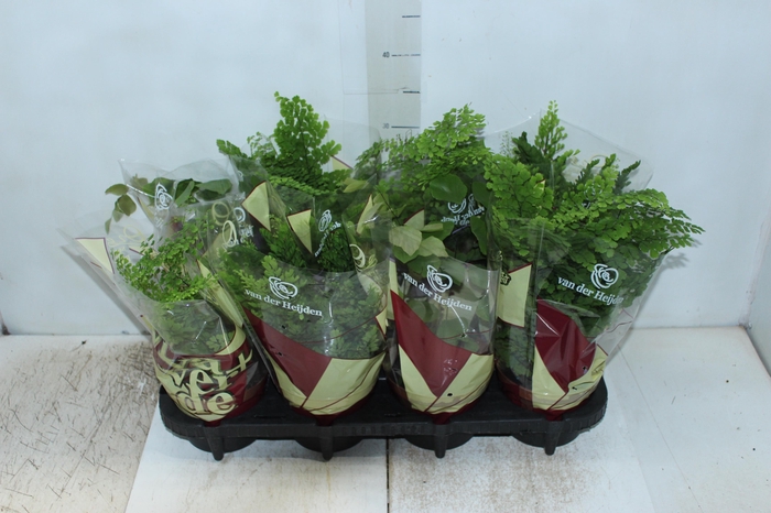 <h4>AVENCA VARIADA P15</h4>