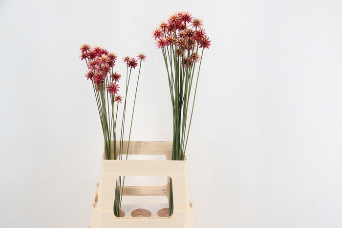 <h4>INRIDIA FLOWER</h4>