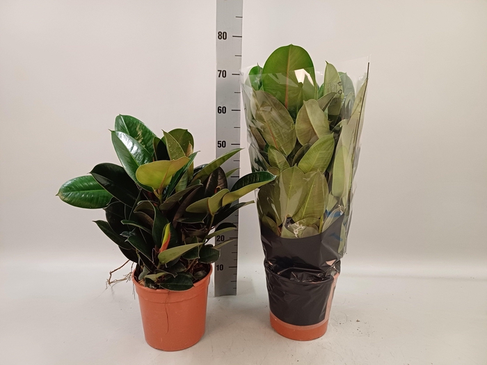 <h4>FIC EL ROBUSTA</h4>