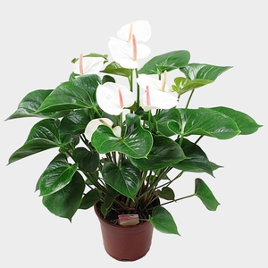 Anthurium Andr. Succes White