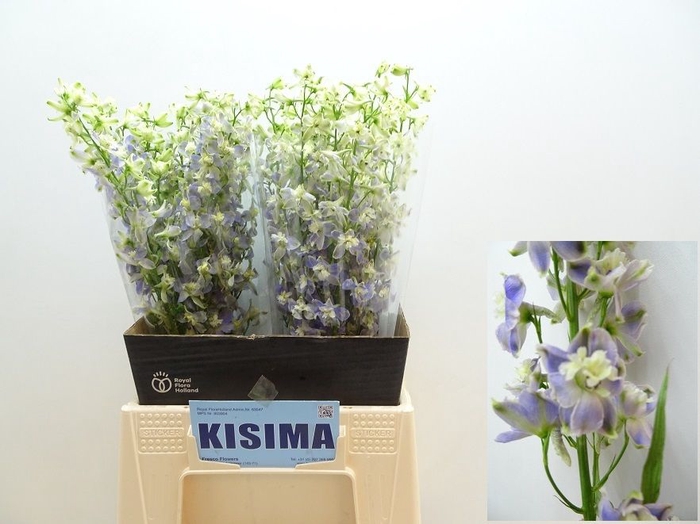 <h4>Delph Trick Kisima</h4>