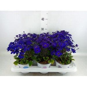 Pericallis cr. 'Senetti Blue Deep'