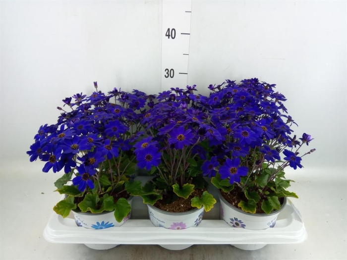 <h4>Pericallis cr. 'Senetti Blue Deep'</h4>