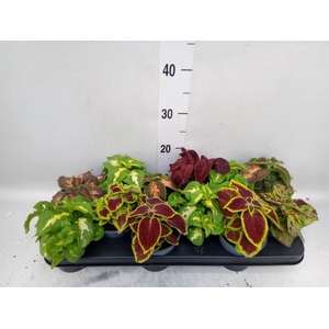 Plectranthus col. 'Wizard'   ...mix