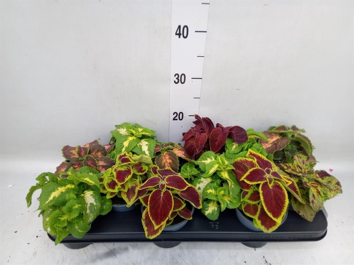 <h4>Plectranthus col. 'Wizard' ...mix</h4>