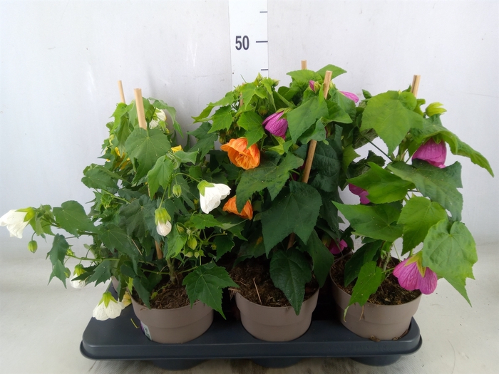 <h4>Abutilon   ...mix</h4>