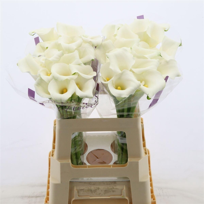 <h4>Calla Whitehorse</h4>