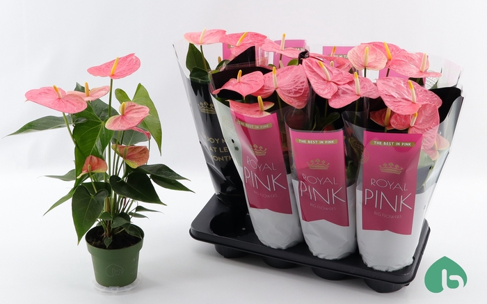 <h4>ANTHU AN COLORADO</h4>