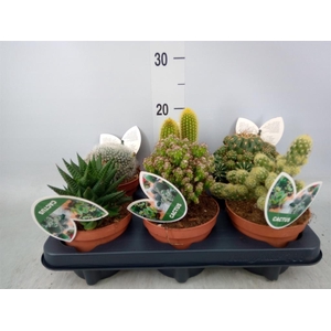 Cactus   ...mix