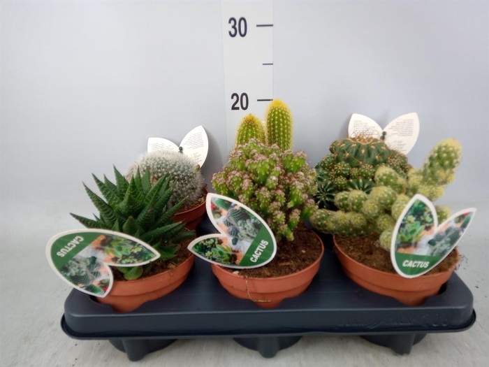 <h4>Cactus   ...mix</h4>