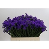 Limonium sinuatum Navy Sun Birds