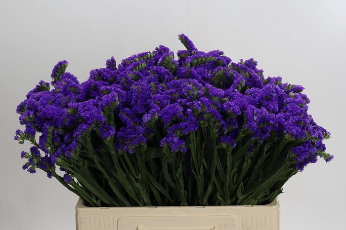 <h4>Limonium Navy Sun Birds</h4>