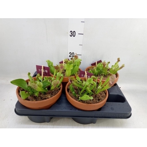 Vleesetende planten   ...mix 3