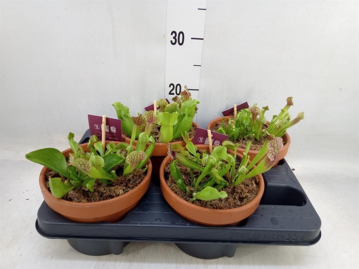 <h4>Vleesetende planten   ...mix 3</h4>