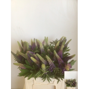 Lupinus