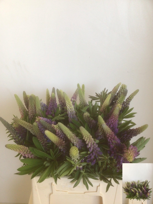 <h4>Lupinus</h4>