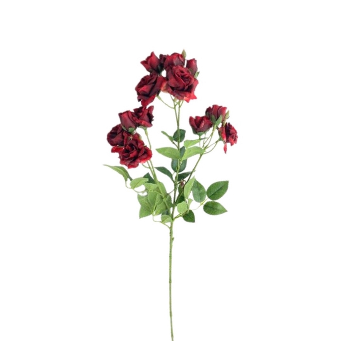 <h4>Rosa spray 65cm</h4>