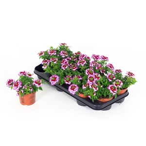 Verbena Drums Purple Red