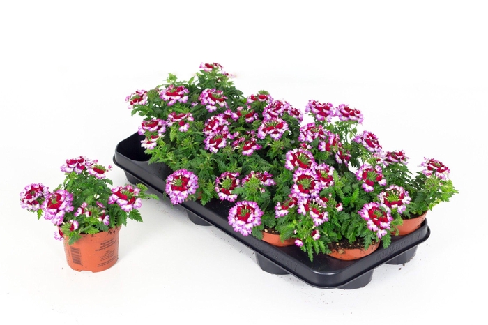 <h4>Verbena Drums Purple Red</h4>