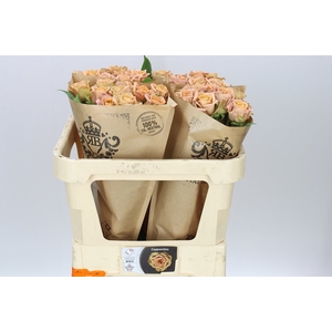 Rosa Gr Gar Cappucino Wans Ex