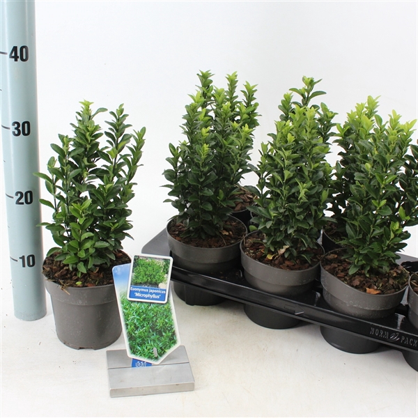 <h4>Euonymus Jap. Microphyllis P13</h4>