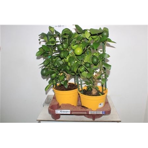 Citr Meyeri Meyer 8+