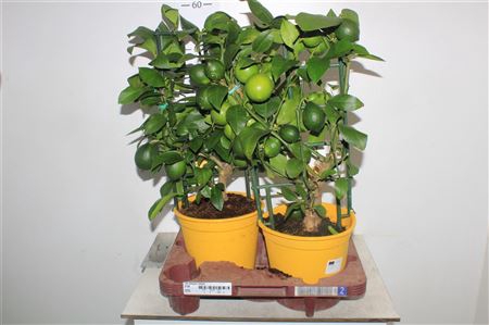 <h4>Citr Meyeri Meyer 8+</h4>