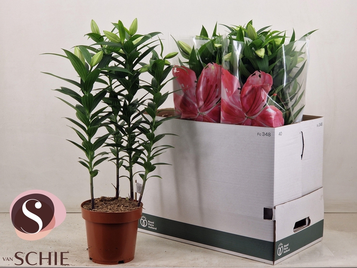 <h4>LIL OR ENTERTAINER</h4>