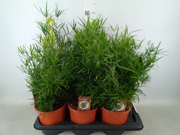 <h4>Asparagus falcatus</h4>