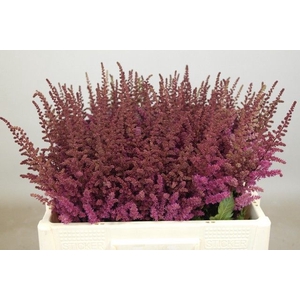 Astilbe Maggie Daley Rutgrink