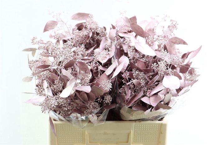 <h4>Euca Populus Berry Metal Pink P Bunch</h4>