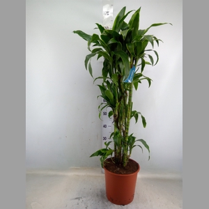 Dracaena fr de 'Art'