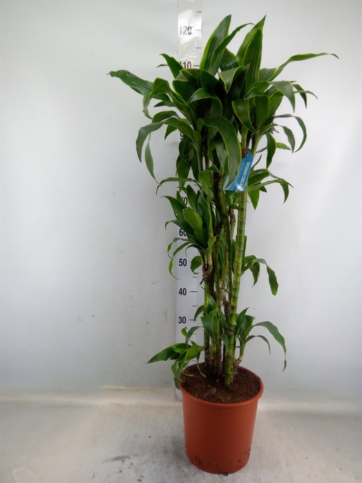 <h4>Dracaena fr de 'Art'</h4>