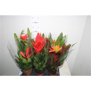 Bromelia Gem