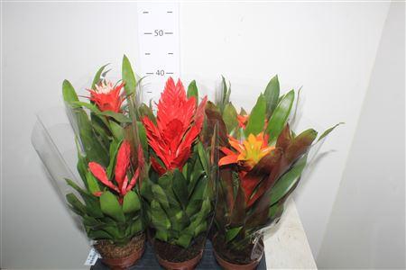 <h4>Bromelia Gem</h4>