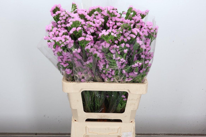 <h4>Lim S Cryst Pink</h4>