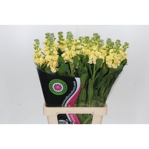 Matthiola Iron Yellow