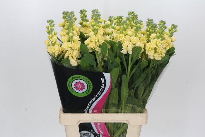<h4>Matthiola Iron Yellow</h4>