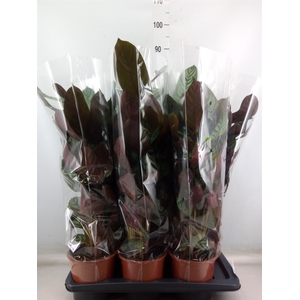 Ctenanthe setosa 'Compactstar'