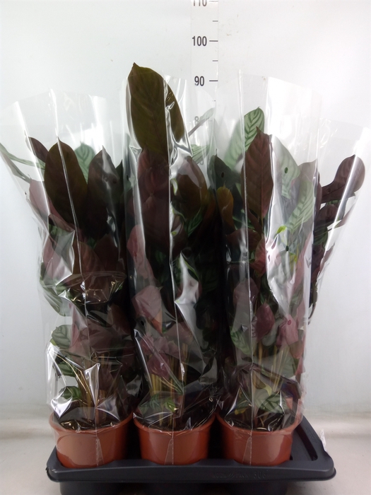 <h4>Ctenanthe setosa 'Compactstar'</h4>