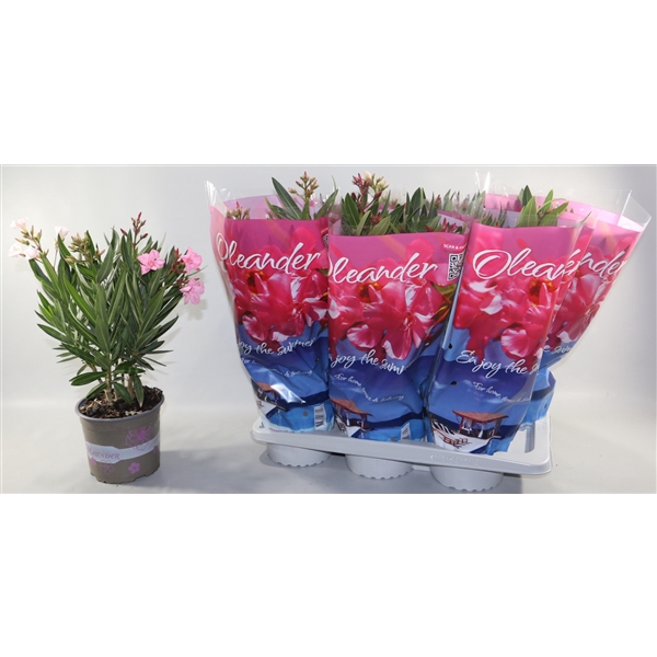 <h4>Oleander enkelbloemig mix 17 cm"Enjoy the Summer®" in design hoe</h4>