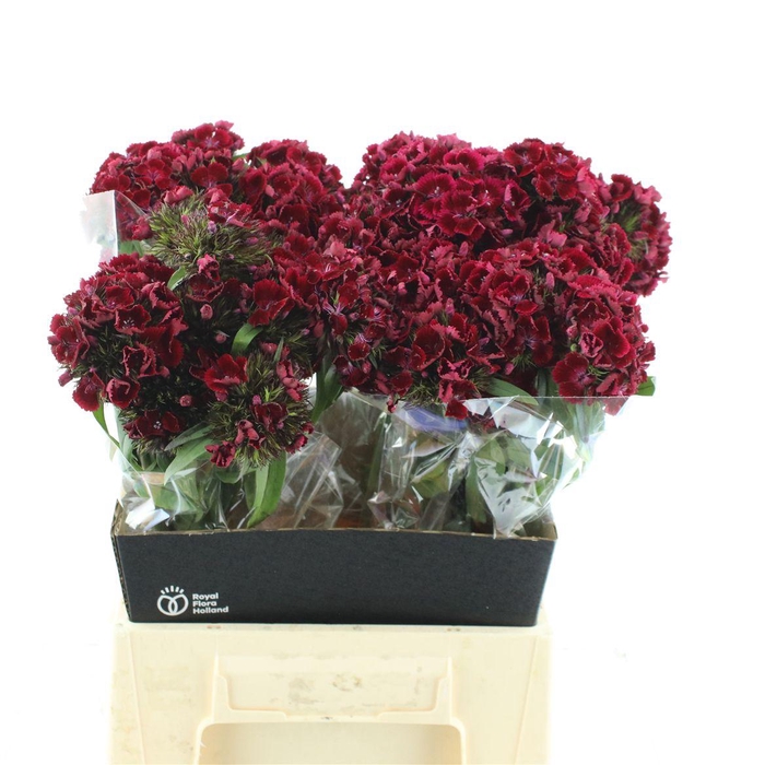 <h4>Di Barb Kiwi Dark Red</h4>