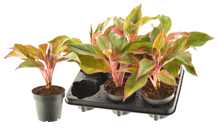 <h4>AGLAO CRETE</h4>