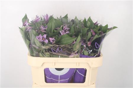 <h4>Clematis Star River Lila</h4>