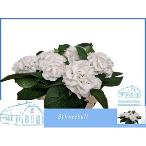 HYDR M SCHNEEBALL
