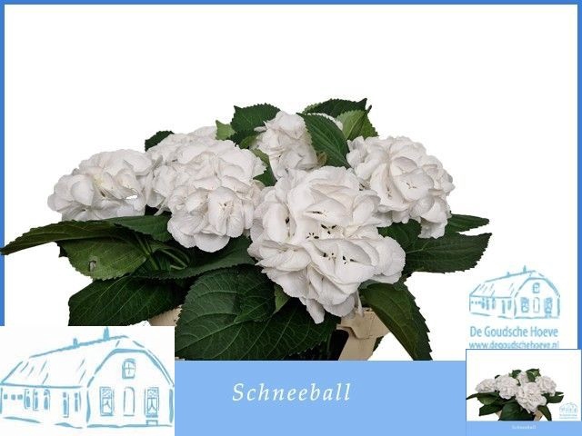 <h4>HYDR M SCHNEEBALL</h4>
