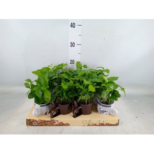 Coffea arabica