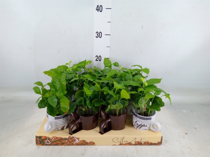 <h4>Coffea arabica</h4>