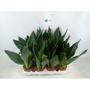 Sansevieria trifa.   ...