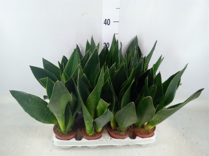 <h4>Sansevieria trifa.   ...</h4>